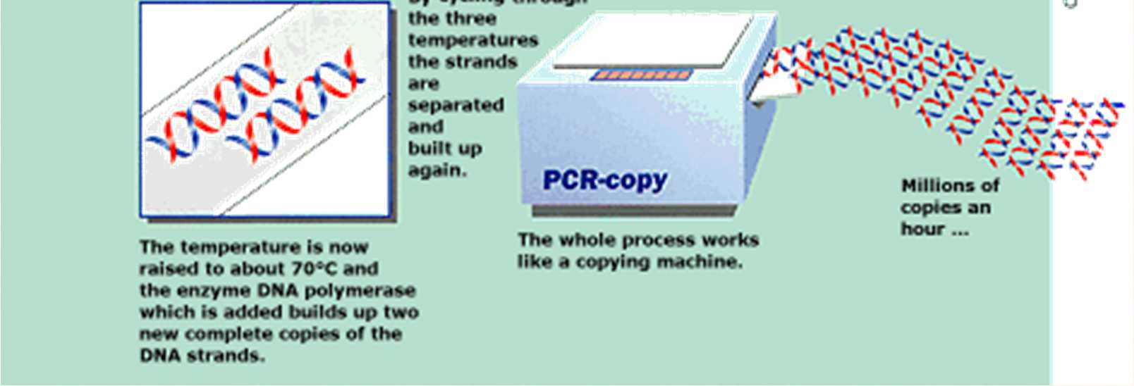 Amplificación por PCR