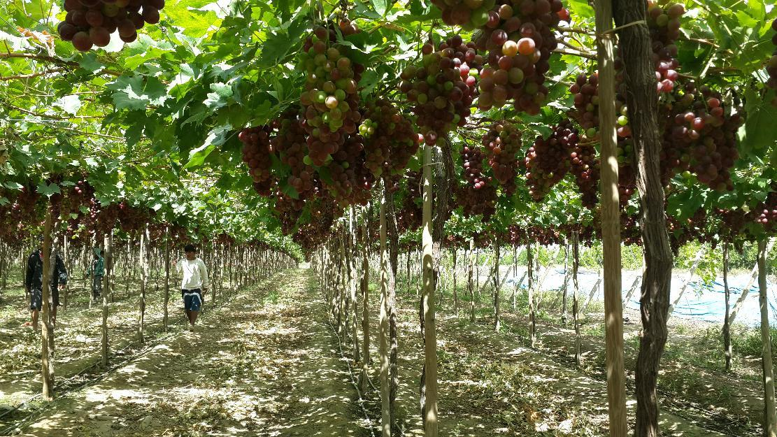 UVA En el 2012 se vendieron 66 mil toneladas de uvas frescas que generó un valor FOB de más de 168 millones de dólares.