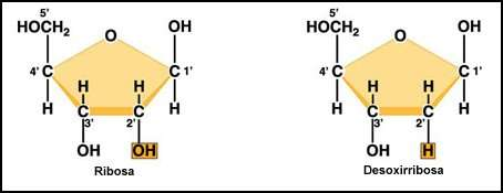 Al hidrolizar por completo los ácidos nucleicos se obtiene: Ácido fosfórico (H 3 PO 4 ): Se encuentra en forma de