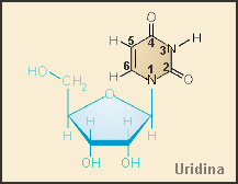 Nucleósidos: Unión de una pentosa con una base nitrogenada mediante un enlace N Glucosídico entre el C1 de la pentosa (C1 ) y el