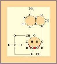 Nucleótidos que actúan como coenzimas en procesos metabólicos: El FAD, NAD y NADPH actúan como coenzimas de las deshidrogenasas, son por tanto, cofactores en las reacciones redox.