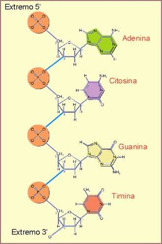 ADN: Polímero de elevado peso molecular de desoxirribonucleótidos de A, G, C y T, que constituyen dos cadenas enrolladas formando una doble hélice. LOCALIZACIÓN Célula eucariota Núcleo.