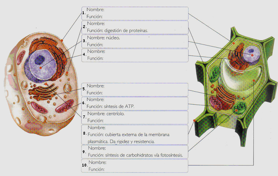 ACTIVIDAD N 5: Observa ambas imágenes y completa la siguiente tabla Organelos Función Presente en célula animal (Si o NO) 1 2 Digestión de proteínas 3 Núcleo 4 5 6 Síntesis