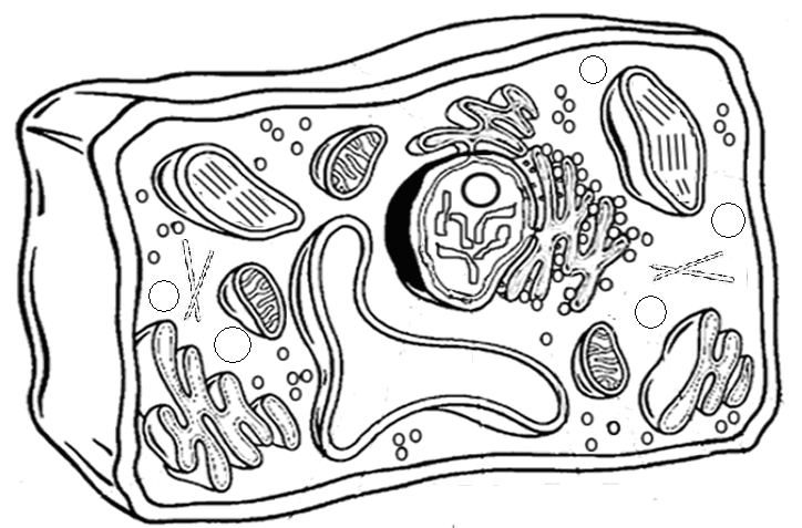 El siguiente dibujo representa a una célula vegetal píntala según las siguientes claves Membrana celular (naranjo) Nucleoplasma (Amarillo) Mitocondria (rojo) Vacuola (celeste) Cromatina (gris oscuro)