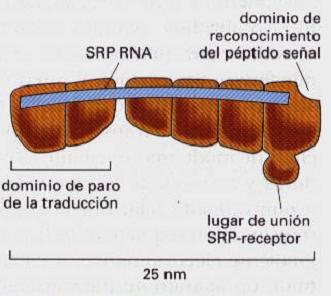 Partícula de Reconocimiento de Señal (SRP) Dibujo