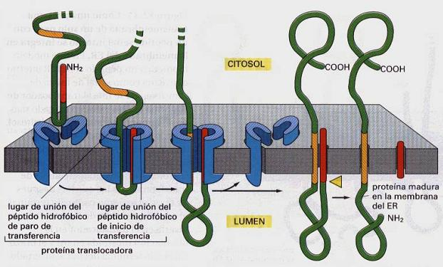 El péptido de paro de transferencia ancla la proteína en la membrana después de que el péptido señal del RE (iniciador de transferencia) sea liberado del