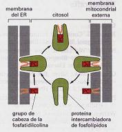Las proteínas de intercambio de FL, tienen la capacidad de transferir moléculas individuales de FL entre membranas.