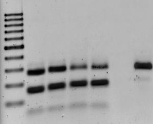 Densidad Integrada Para determinar si el tratamiento con dsarns afectaban los niveles del transcrito correspondiente se llevaron acabo ensayos de RT-PCR.