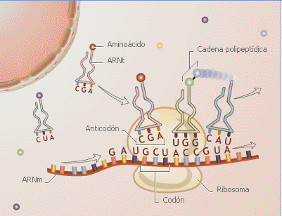 ARNr o ARN ribosomales n Los ribosomas (ARNr junto a proteínas) son un gran porcentaje de los ARN totales, alcanzando el 80% del total en algunas bacterias.