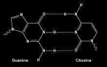 Estructura de ácidos desoxirribonucleicos n Polinucleótidos en los cuales los grupos fosfato forman enlaces f o s f o d i é s t e r e n t r e d o s desoxirribosas.