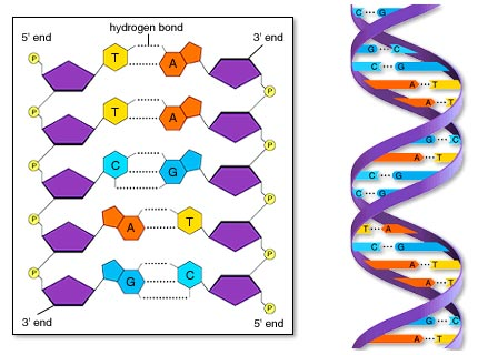 Doble hélice de ADN n El ADN es una doble hélice que gira a la derecha, encontrándose 10 pares de bases (pb) por