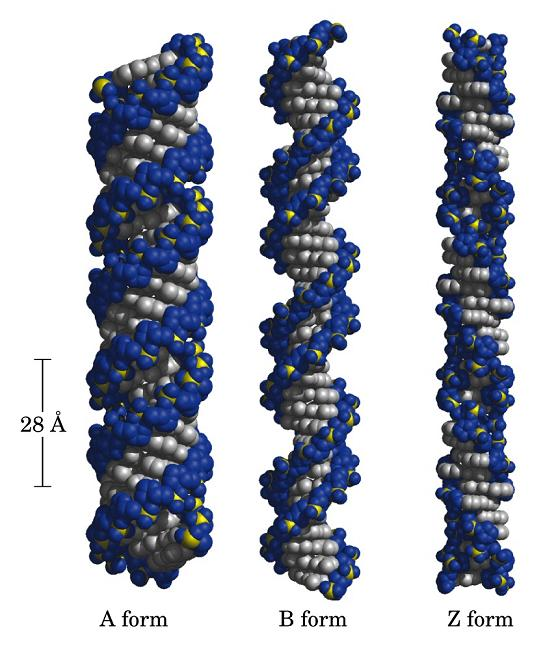 Doble hélice de ADN La forma B es la más común in vivo Desnaturación del ADN n Los puentes de hidrógeno y fuerzas hidrofóbicas entre las bases ayudan a mantener la estructura rígida de la doble