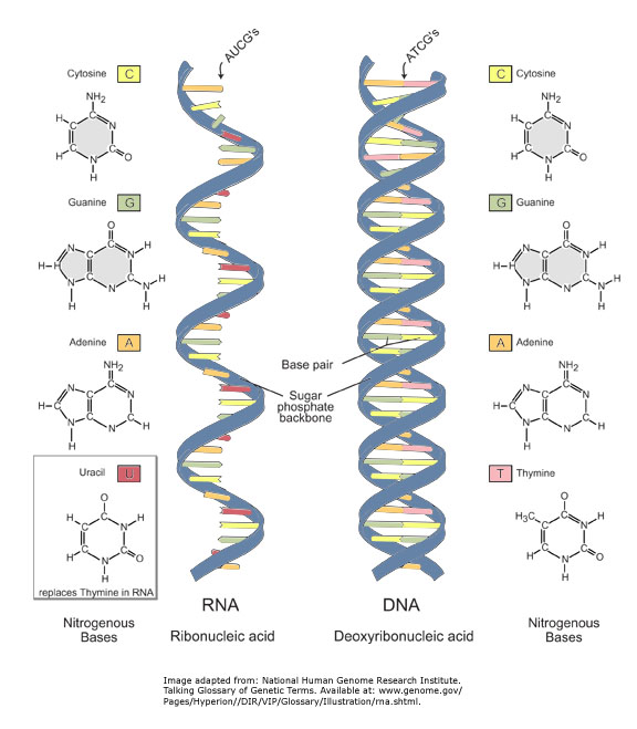 n Existen, básicamente, 3 tipos de ARN, c o n c o m p o s i c i o n e s y f u n c i o n e s características: ARN ribosomal (ARNr), ARN de