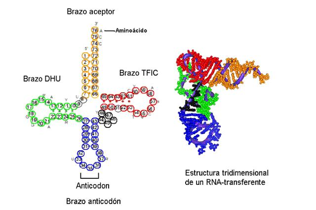 ARNt o ARN de transferencia n Representa 10-20% de ARN celular total.