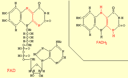 Algunos derivados de nucleótidos intervienen como coenzimas en reacciones importantes: o o o
