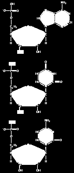Enlace fosfodiéster Uridina-5 -monofosfato ARN
