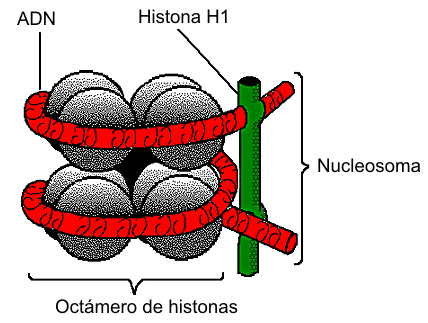 La cromatina -En células eucariotas, visible únicamente en células en interfase o reposo (sin dividirse) [al producirse la mitosis y meiosis se condensa en cromosomas].