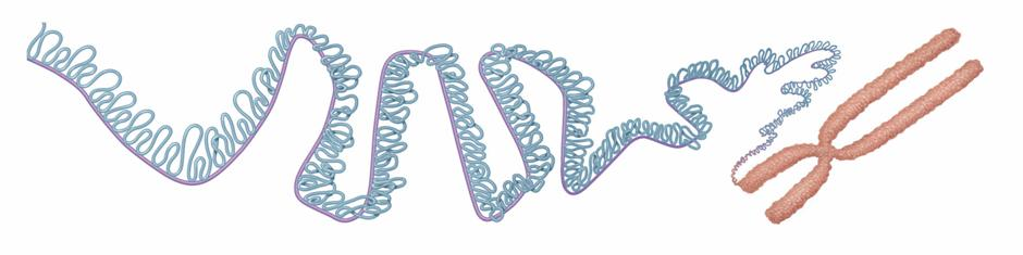El ácido desoxirribonucleico (ADN) Estructura