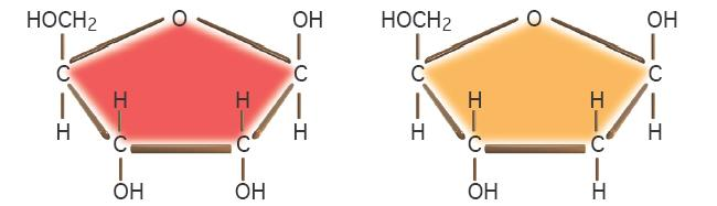Composición química Ion fosfato Pentosa Base
