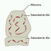 Se localiza en los ribosomas, a los que da nombre, pues es su