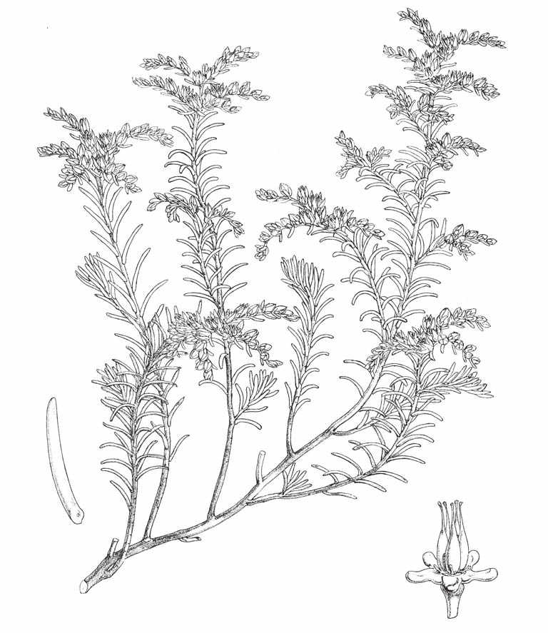 2 cm 1 cm C A 1.5 mm B Sedum bourgaei Hemsl. A. rama con inflorescencias; B. carpelos y nectarios; C. hoja. Ilustrado por W.