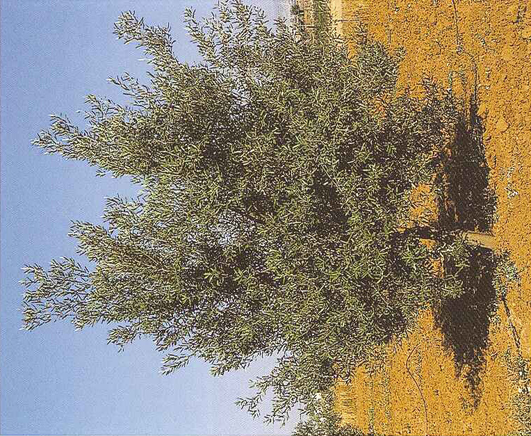 Erguido: este porte es característico de algunos cultivares cuyas ramas principales crecen con tendencia a la verticalidad y presentan una dominancia apical acusada.
