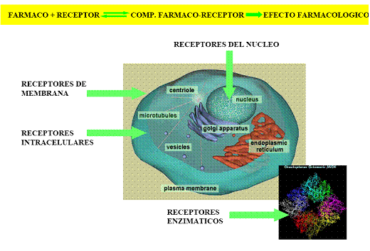 6.1. El espacio extracelular (colinesterasa como receptor de fármacos anticolinesterásicos). 6.2. En el espacio celular en la membrana (adrenérgico). 6.3. Dentro de la célula (corticoides). 6.4.