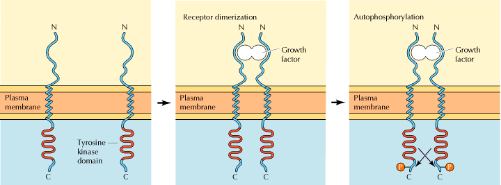 Mecanismo del receptor proteína tirosina quinasa Dimerización del receptor inducido por ligando que conduce a la autofosforilación del receptor.