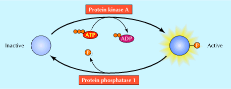 Receptores asociados a otras actividades enzimaticas Existen varios tipos: Proteína