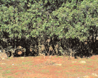 A la derecha se observa una mata de encina (Quercus rotundifolia) ramoneada por los conejos hasta una altura de unos 50 cm. ha (Calvete et al., 1997).