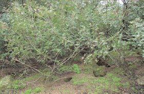MANUAL PARA LA GESTIÓN DEL HÁBITAT DEL LINCE IBÉRICO Figura 4.4. Vivar de conejo de monte construido bajo la protección de un arbusto de lentisco (Pistacia lentiscus).