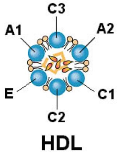 LIPOPROTEINA DE ALTA INTENSIDAD (HDL) Son mas pequeñas de 70-120A Contienen una gran concentración de proteínas y lipidos 50% pero en concentraciones menores colesterol 5 %, fosfolipidos 25% y