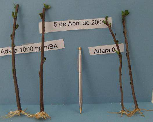 diferenciación se produciría cuando los árboles empiecen a producir. En 2008 se produjeron algunos fallos en el sistema de riego que se han subsanado debidamente. (David López, Emilio Casanova) 5.2.9.