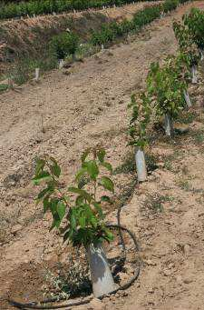 Desde la plantación se cultivaron los árboles mediante fertirrigación por goteo y se injertaron en Mayo de 2007,