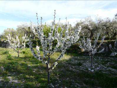 - Comportamiento de variedades en Moratalla Figura 33.- Floración de la parcela el 10 de Abril de 2008.