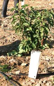 B En Marzo de 2007 se plantaron los patrones Adara/Mariana 2624 a raíz desnuda, y en Junio del mismo año se injertaron con variedades de cerezo para formar una colección ex situ.