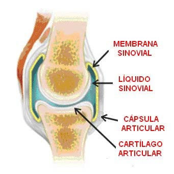 ARTICULACIONES Cápsula articular La articulación esta envuelta por una cápsula fibrosa que forma un espacio cerrado en el que se alberga la extremidad inferior del fémur, la rótula y la porción