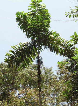 Denocarpus bacaba. c.
