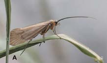 TRICÓPTEROS Orden: Trichoptera, del griego trichos ( pelo ) y pteron ( ala ). Son organismos que, en su estado adulto, tienen pelos en las alas. Metamorfosis. Completa (holometábolos).