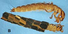 Las larvas poseen mandíbulas y son detritívoras o filtradoras, mientras que los adultos no poseen mandíbulas y se alimentan del néctar de las flores. Tiempo de vida.