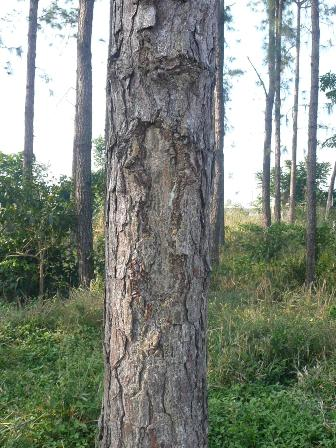Por su parte el rodal de Pinus caribaea Morelet var caribaea tiene buen estado fitosanitario aunque es de recalcar los focos de basura de los vecinos radicados en la comunidad aledaña a esta área así