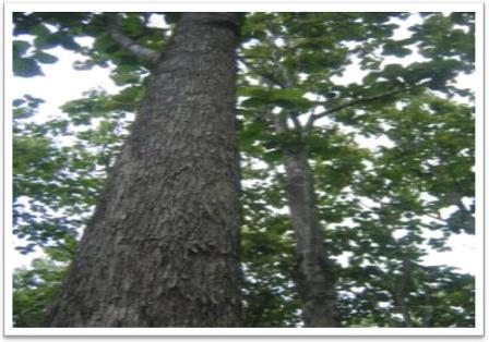 común, el ritmo de crecimiento es bastante aceptable para una plantación de siete años de establecida. Fig. 9 Árbol de Acacia mangium.