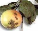 Se recomienda en todo tratamiento aplicar un abono foliar rico en potasio para favorecer la posterior calidad del fruto (Nutrifert 0-15-20). a.- Fertirrigación: 1.
