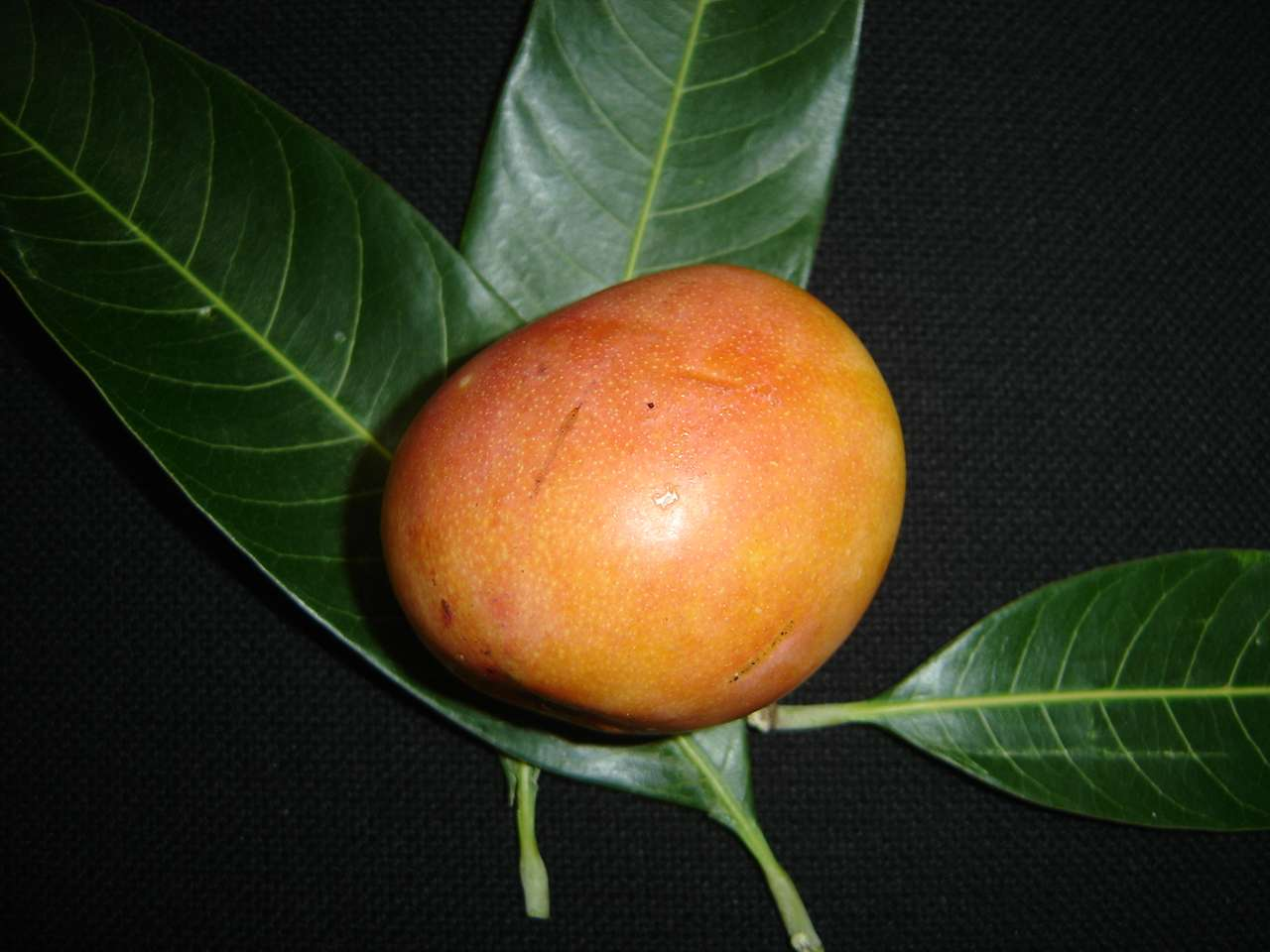 Caracterización de mango Banilejo (Mangifera indica L.