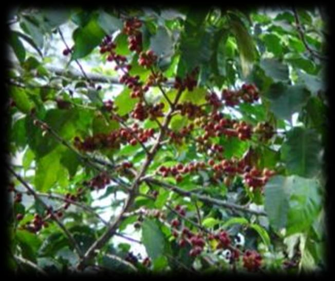 Ganadería Principales Resultados para Chiapas Cultivos Perennes Café El café se cultivó en 233 mil hectáreas, aportando