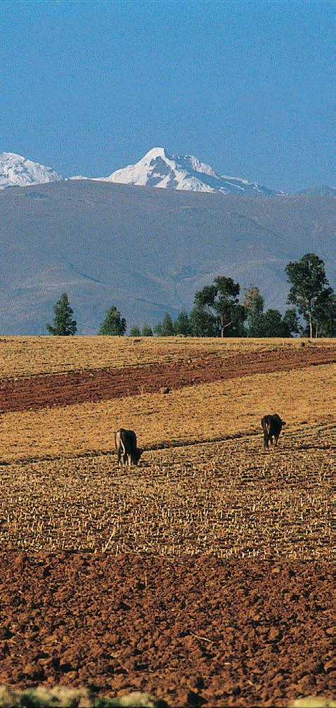 Instituto Nacional de Investigación en Glaciares y Ecosistemas de Montañas - INAIGEM Conocer la distribución, situación y otras características de esta agro diversidad andina, y conservarla, es