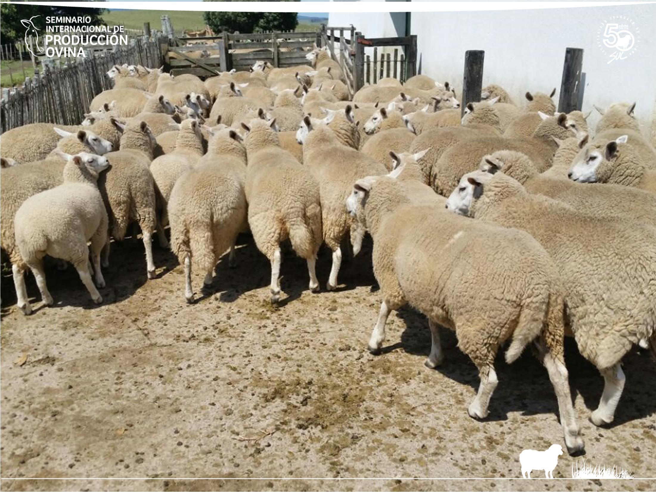 Febrero 2016: sellado corderos 44 kg