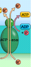 Los iones Hidrógeno (H+) producidos en la Fotolisis del agua atraviesan la enzima ATPsintetasa, logrando