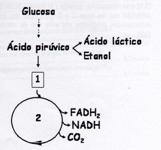 hasta 60ºC? [0,5]. Razone las respuestas. 6- En un recipiente cerrado herméticamente se están cultivando levaduras utilizando glucosa como fuente de energía.