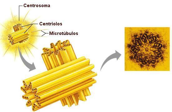 EL CENTROSOMA es el centro organizador de los microtúbulos (COM).